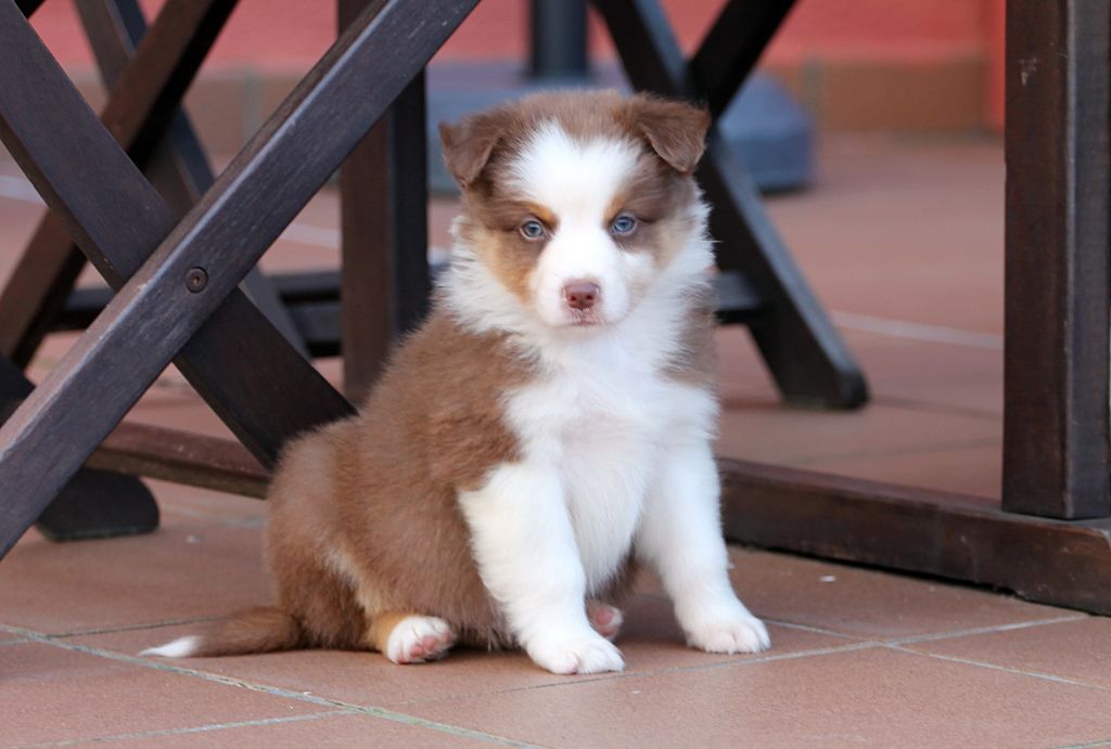 des Chemins Cathares - Chiot disponible  - Berger Australien