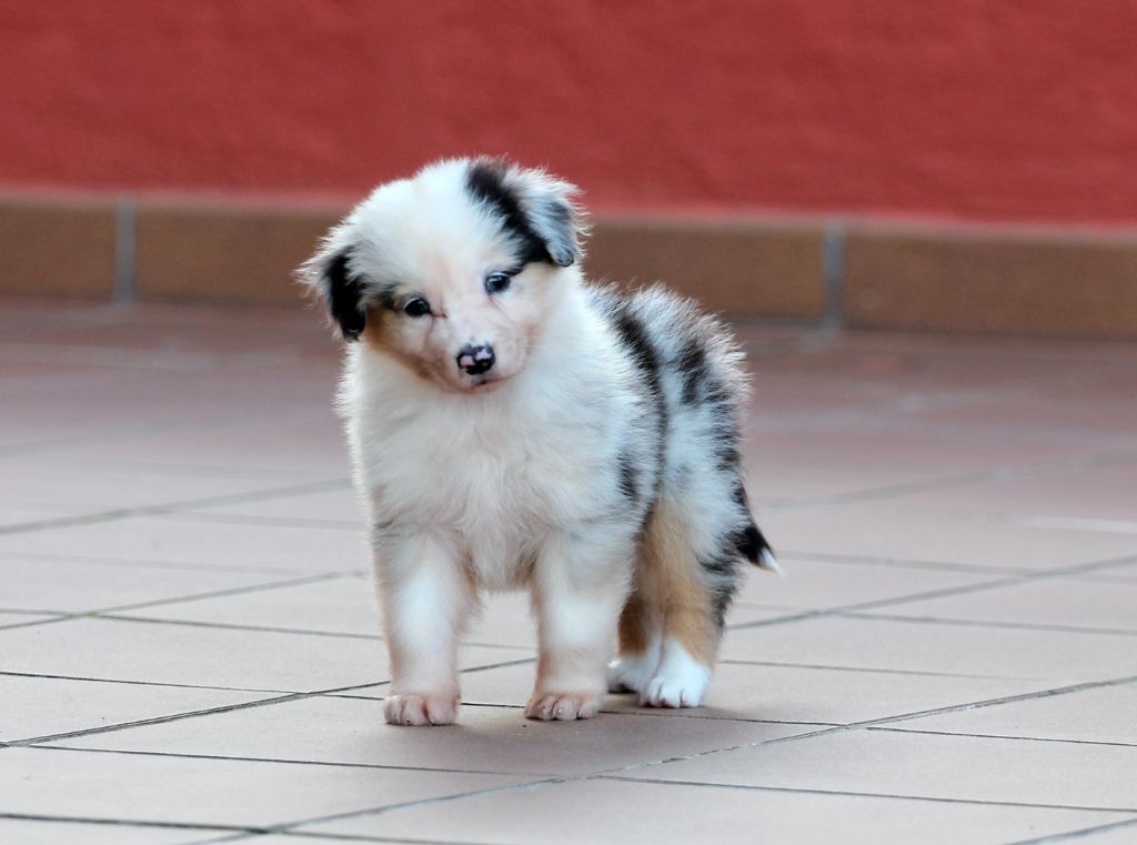 des Chemins Cathares - Chiot disponible  - Berger Australien