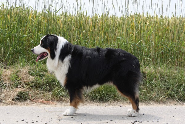 Punch des Chemins Cathares