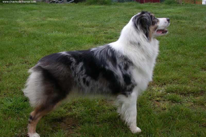 Upsy des Chemins Cathares