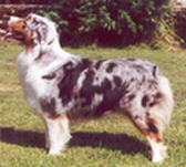 Raindrop blue dipsy des Chemins Cathares