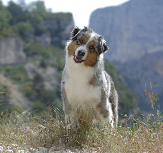 United colors des Chemins Cathares