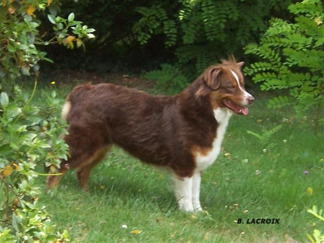 Sasha des Chemins Cathares