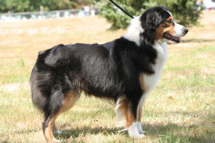 Serendipity solex des Chemins Cathares