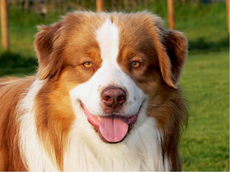 Tao red dragon des Chemins Cathares