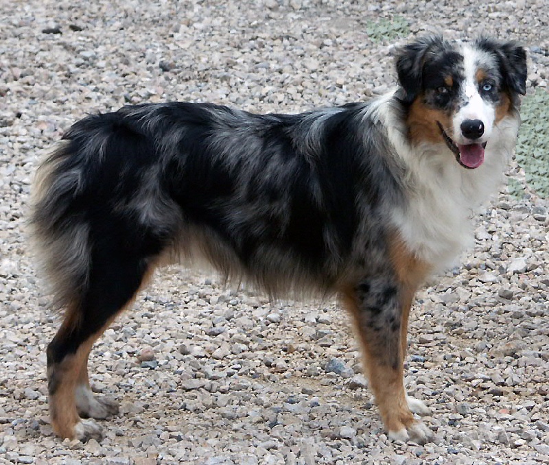 Cayenne des Chemins Cathares