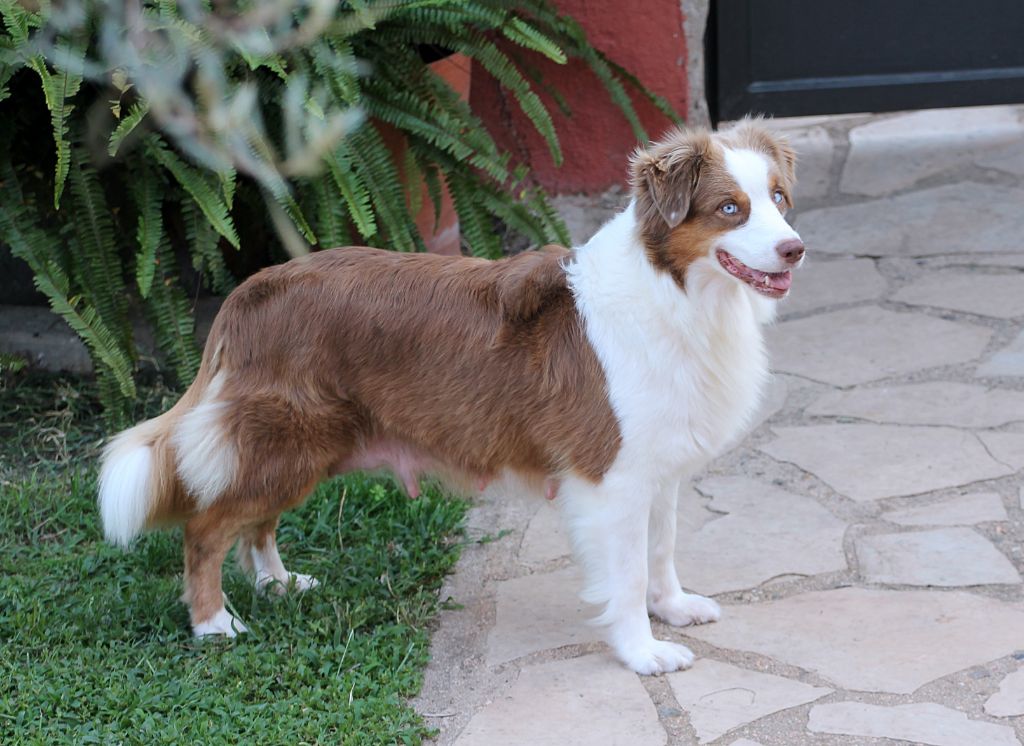Chacha Sasha