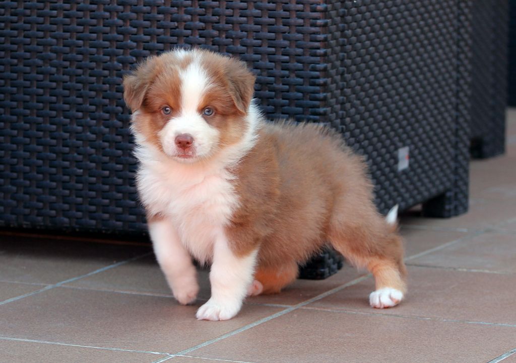 des Chemins Cathares - Chiots disponibles - Berger Australien
