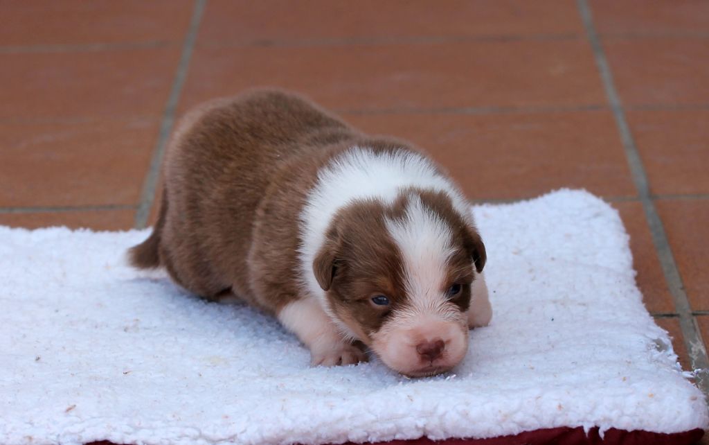 des Chemins Cathares - Chiots disponibles - Berger Australien