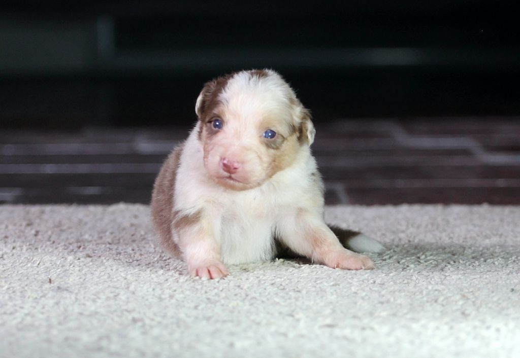 des Chemins Cathares - Chiots disponibles - Berger Australien