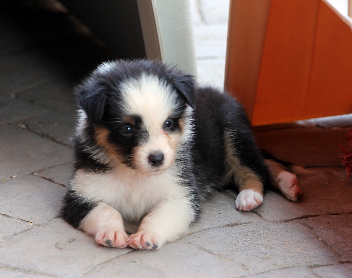 des Chemins Cathares - Chiots disponibles - Berger Australien