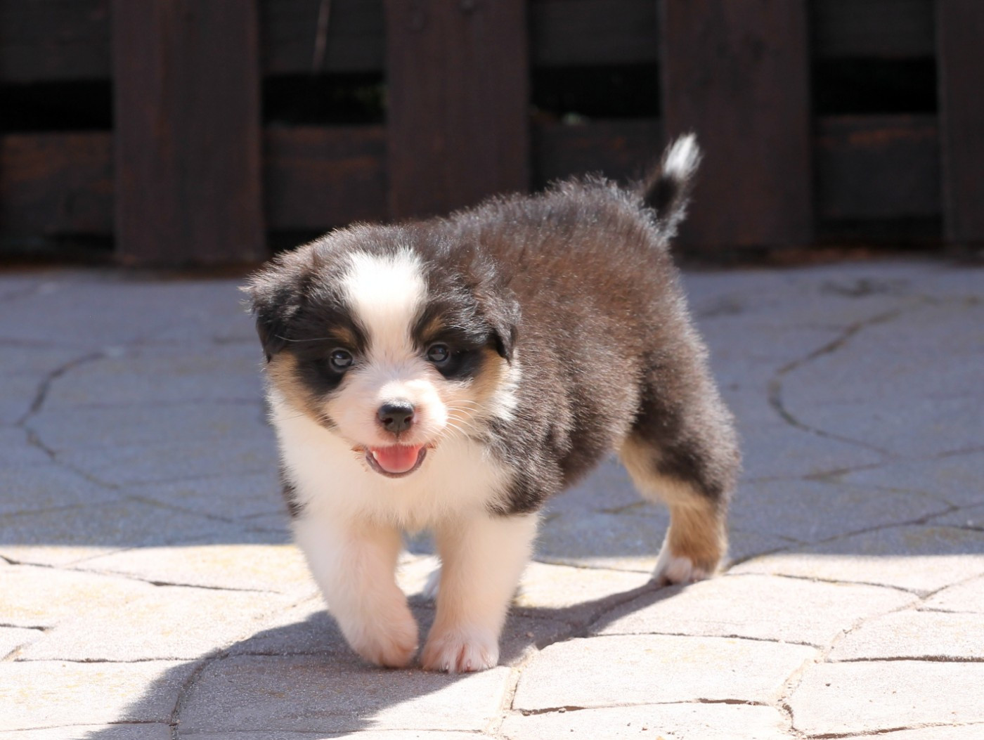 des Chemins Cathares - Chiots disponibles - Berger Australien