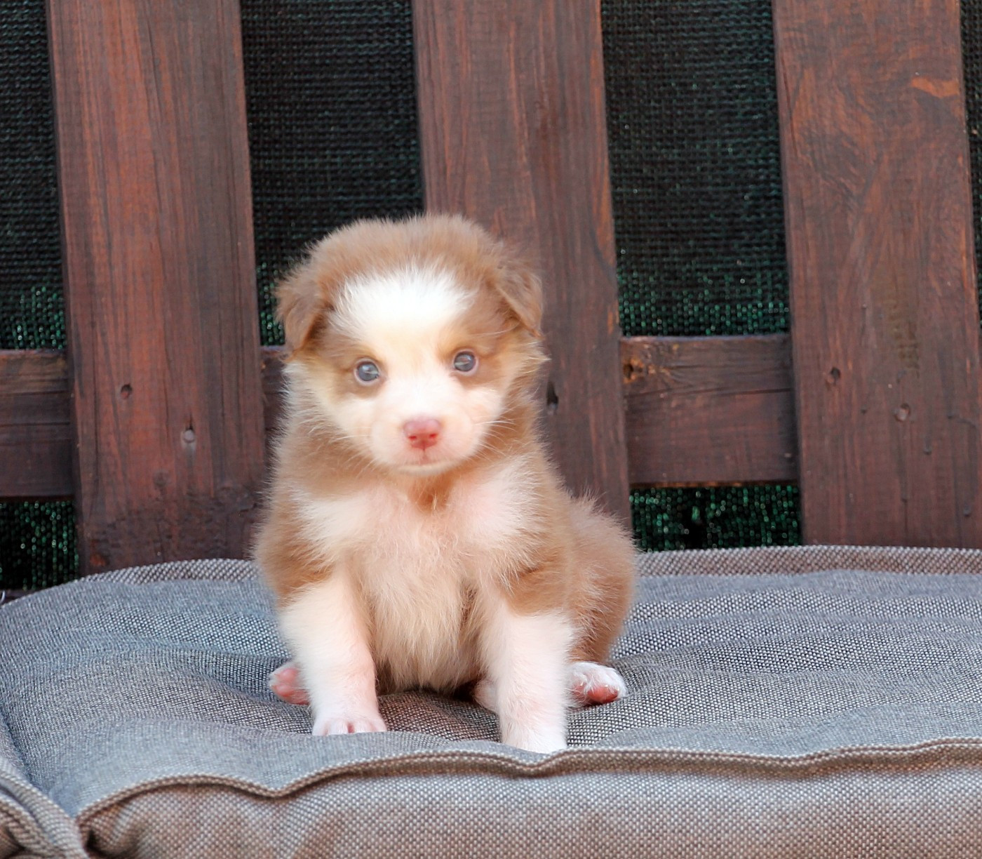 des Chemins Cathares - Chiots disponibles - Berger Australien