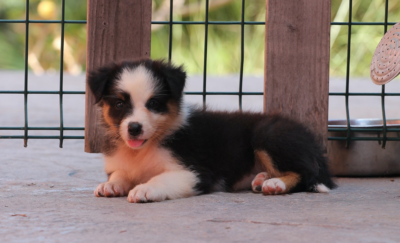 des Chemins Cathares - Chiots disponibles - Berger Australien