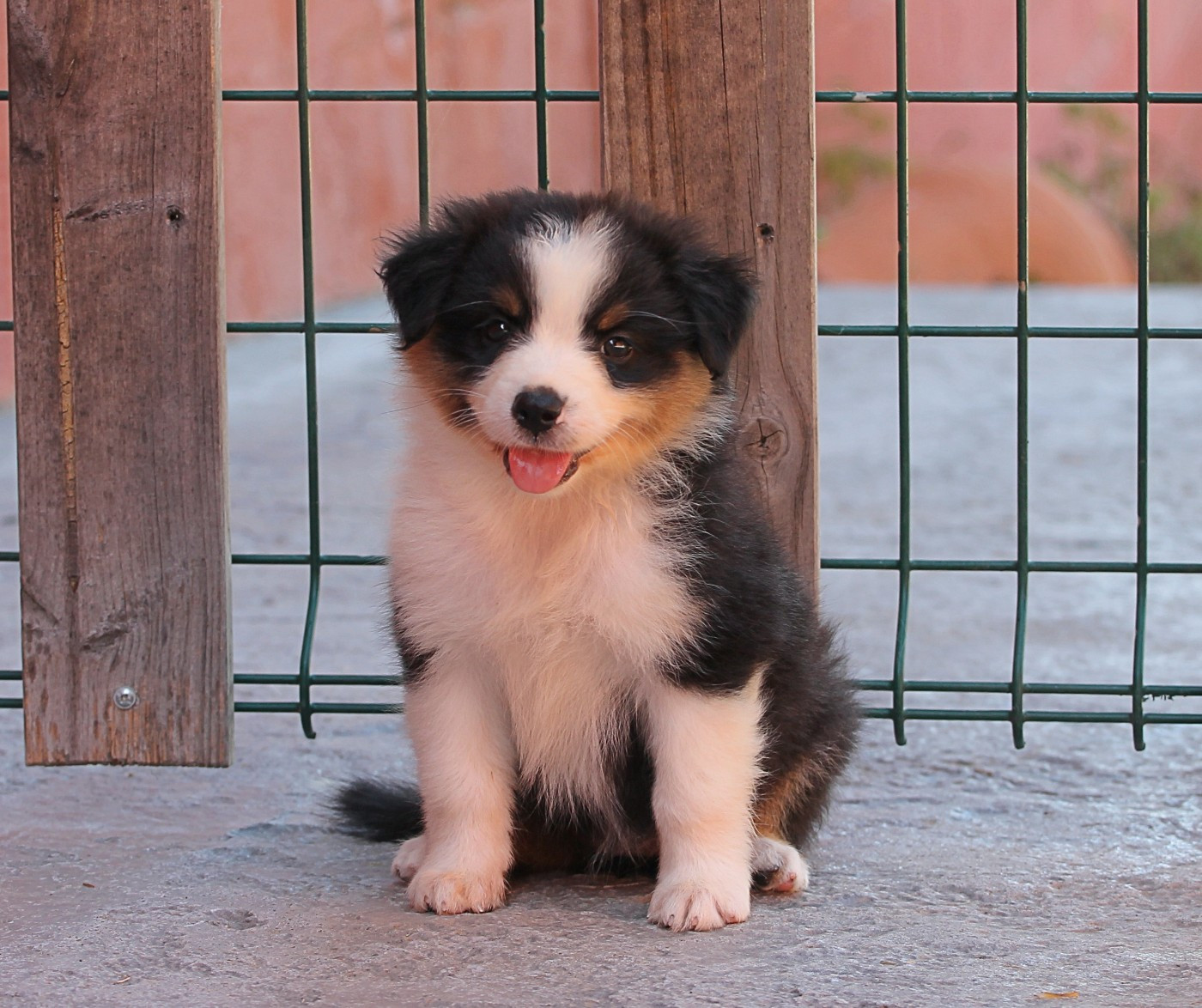des Chemins Cathares - Chiots disponibles - Berger Australien