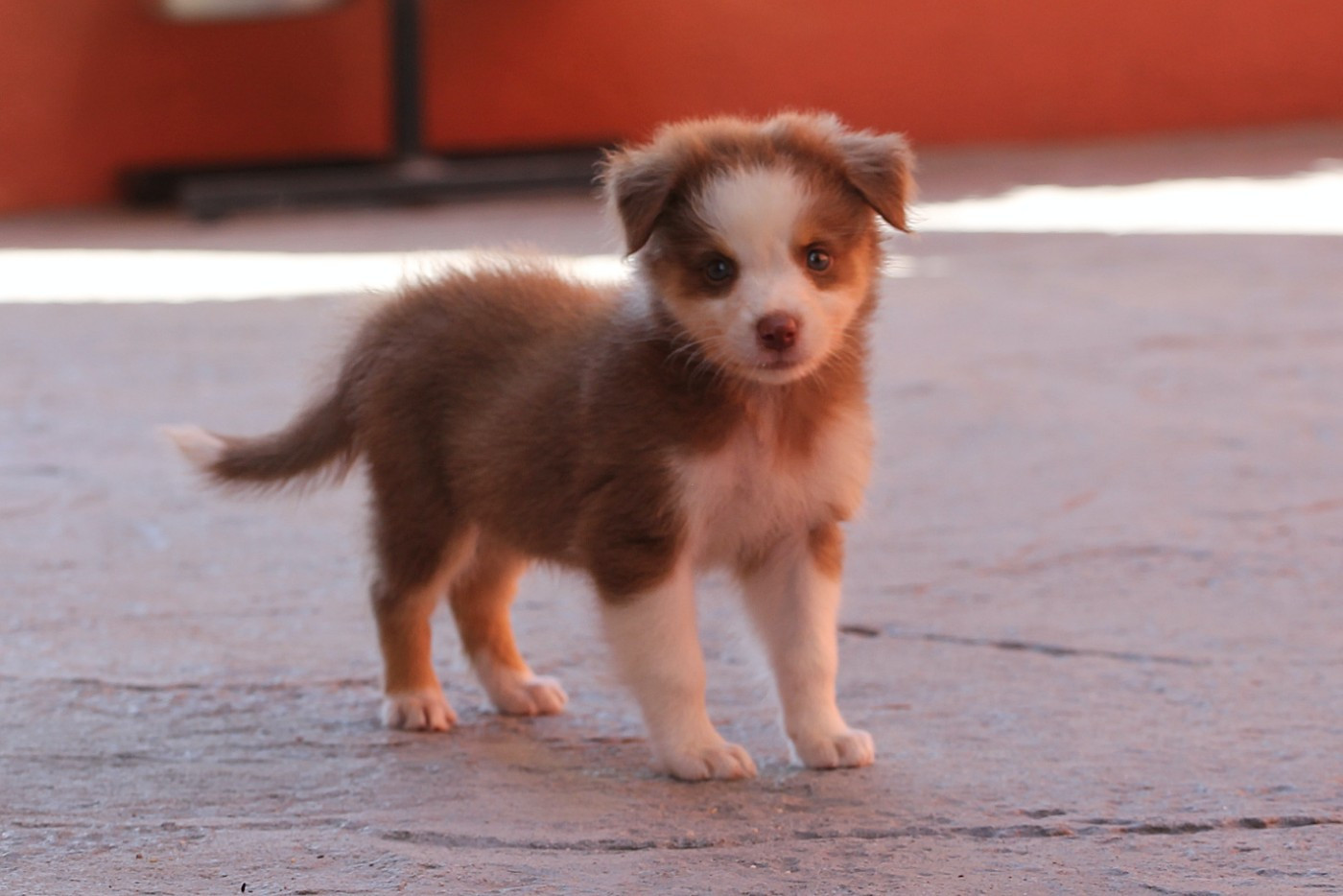 des Chemins Cathares - Chiots disponibles - Berger Australien