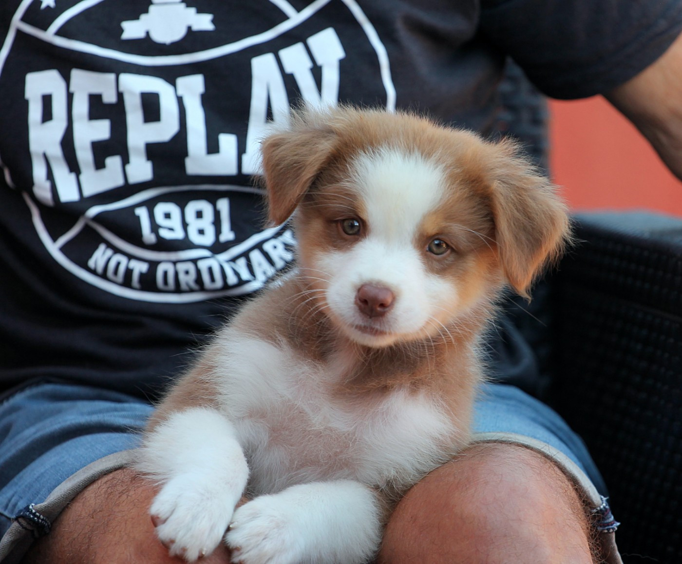 des Chemins Cathares - Chiots disponibles - Berger Australien