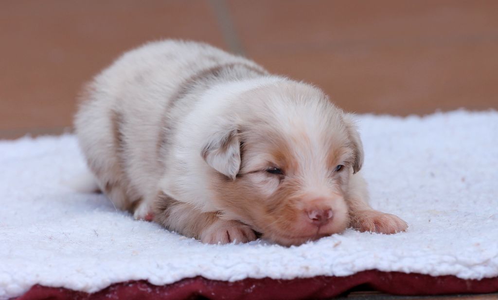 des Chemins Cathares - Chiots disponibles - Berger Australien