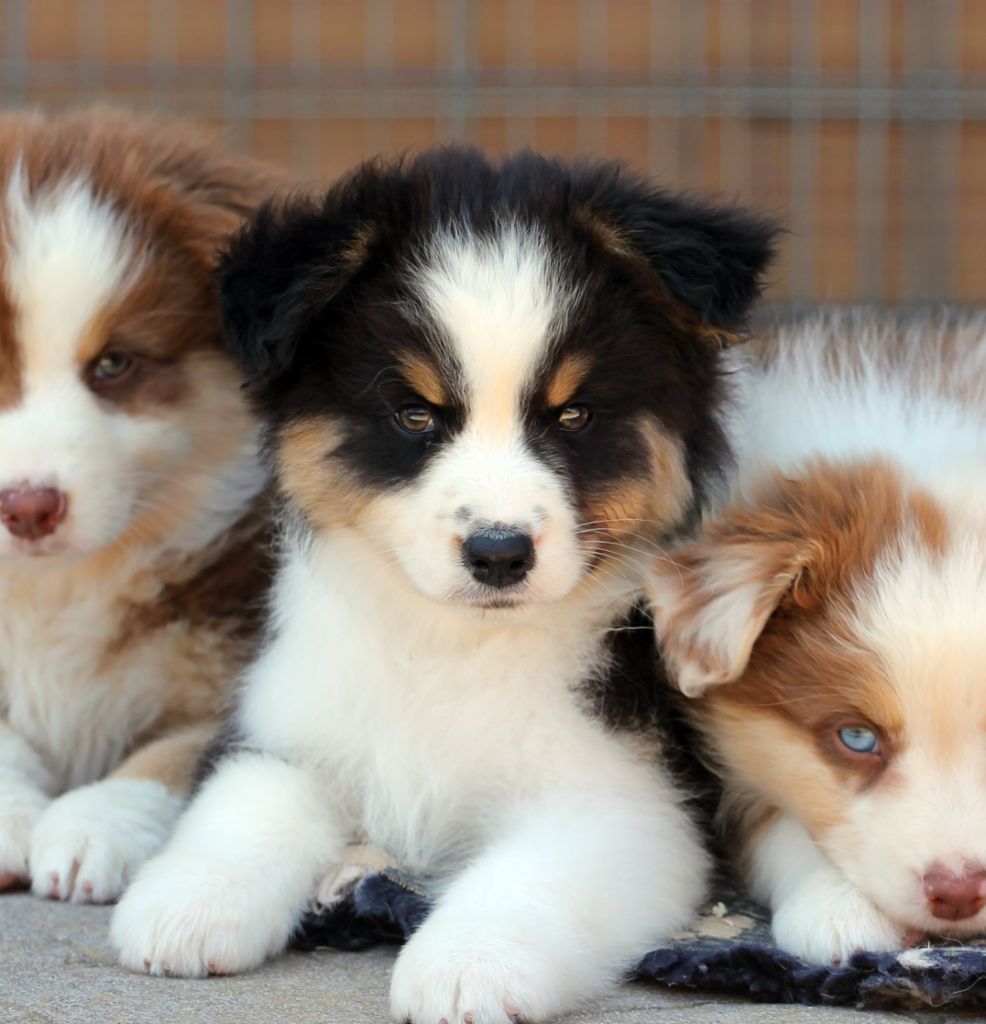 Chiot Berger Australien des Chemins Cathares