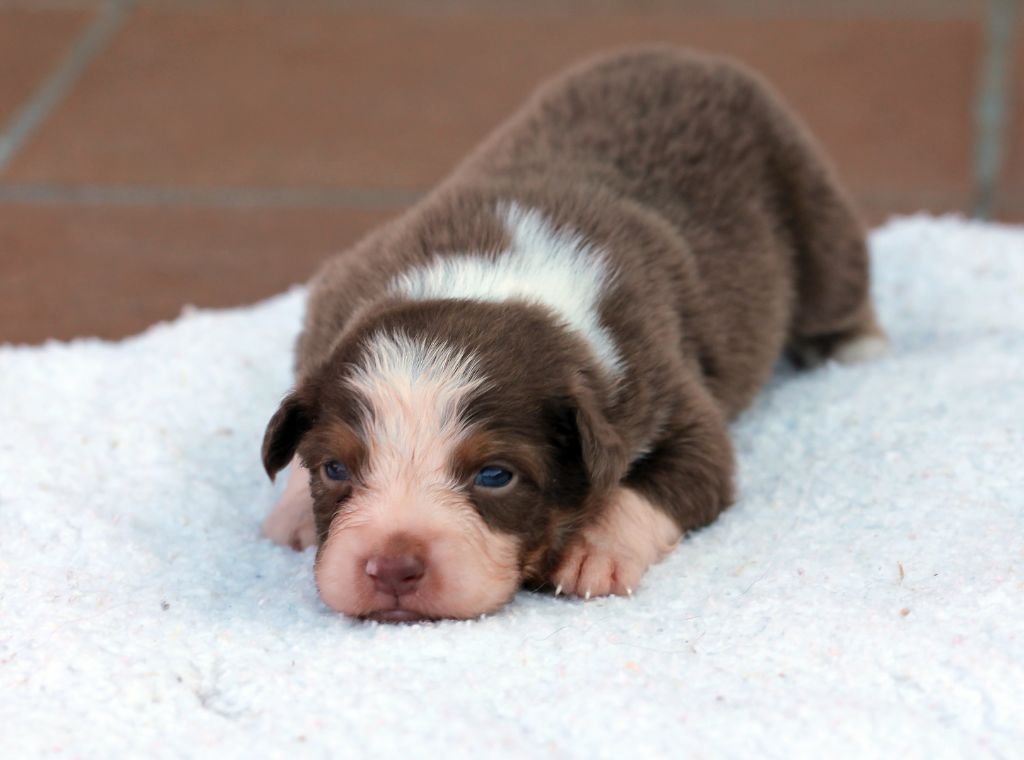 des Chemins Cathares - Chiots disponibles - Berger Australien