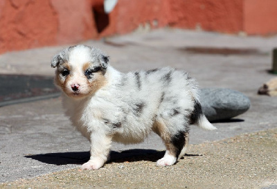 CHIOT 5