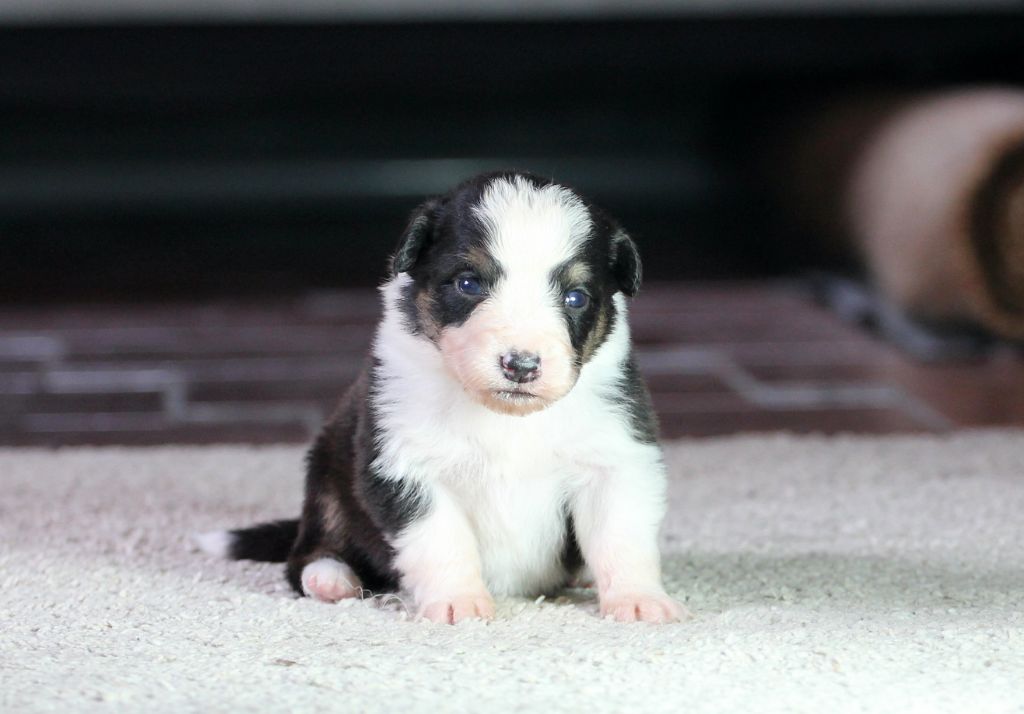 des Chemins Cathares - Chiots disponibles - Berger Australien