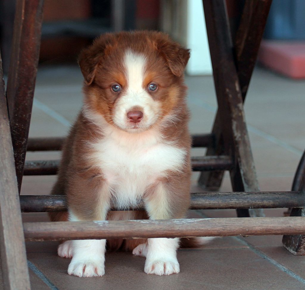des Chemins Cathares - Chiots disponibles - Berger Australien