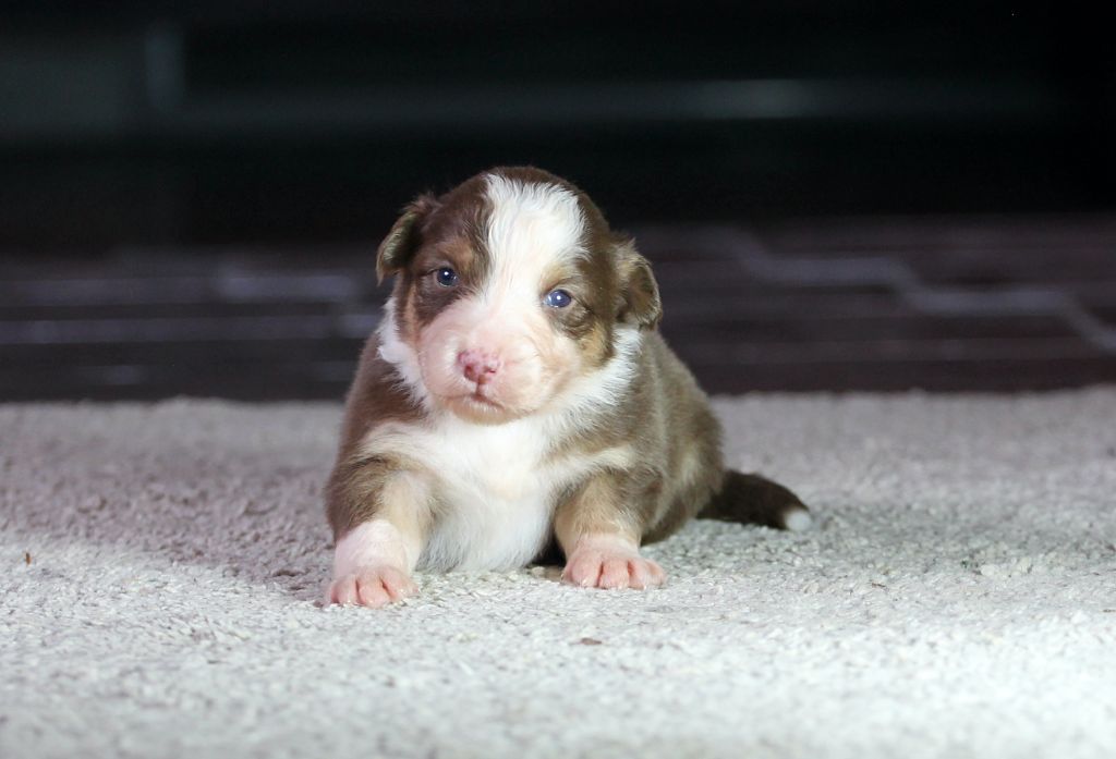 des Chemins Cathares - Chiots disponibles - Berger Australien