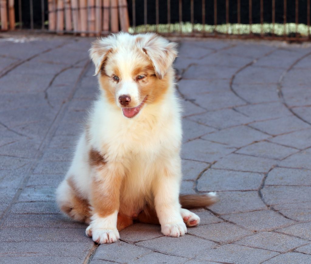 des Chemins Cathares - Berger Australien - Portée née le 30/08/2025