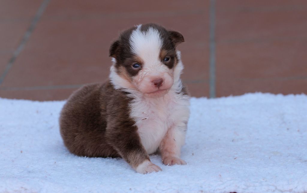 des Chemins Cathares - Chiots disponibles - Berger Australien
