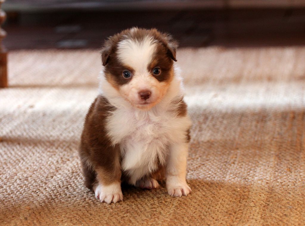 des Chemins Cathares - Chiots disponibles - Berger Australien